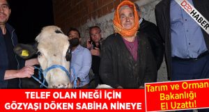 İneği İçin Ağlayan Sabiha Nineye Bakanlık El Uzattı!