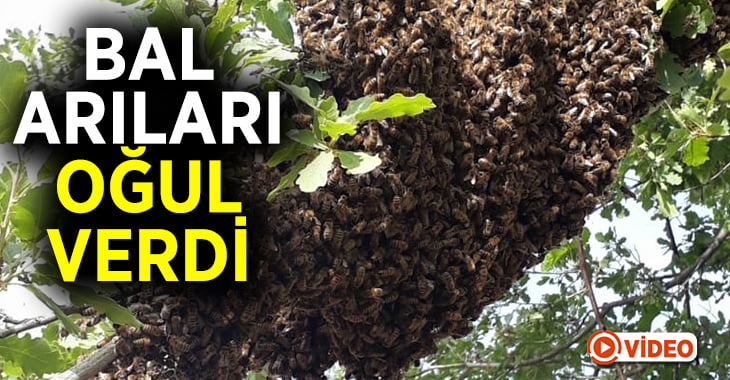 Bal arıları oğul verdi