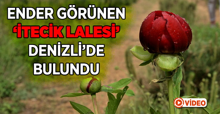 Ender görülen ‘İtecik lalesi’ Denizli’de bulundu