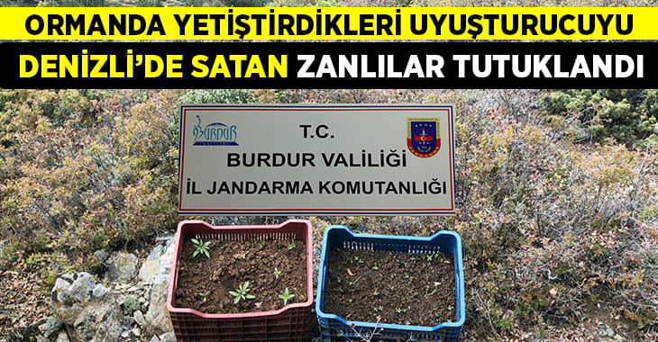 Ormanda Yetiştirdikleri Uyuşturucuyu Denizli’de Satan Tacirler Yakalandı