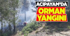 Acıpayam’da Orman Yangını