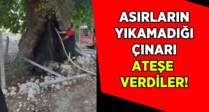 Asırların Deviremediği Çınarı Ateşe Verdiler!