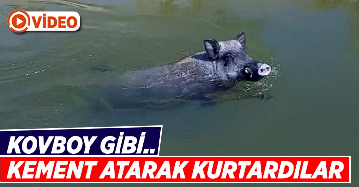 Yaban domuzunu kovboy gibi kement atarak kurtardılar