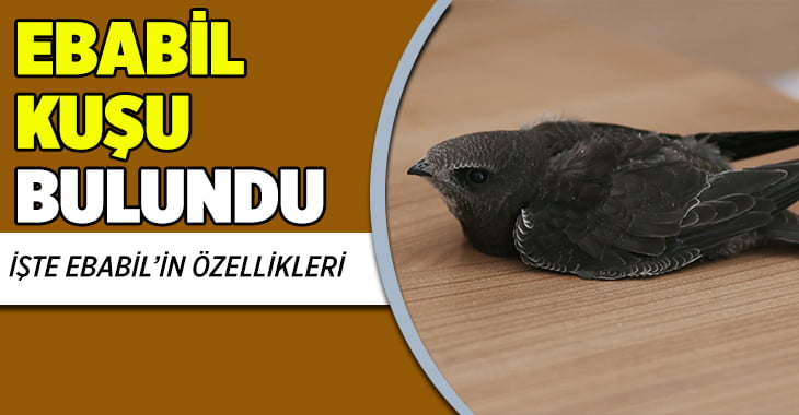 Ebabil Kuşu bulundu