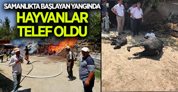 Denizli’de yangın faciaya neden oldu, hayvanlar yanarak telef oldu