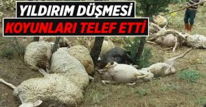 Denizli’de üzerine yıldırım düşen 15 koyun telef oldu