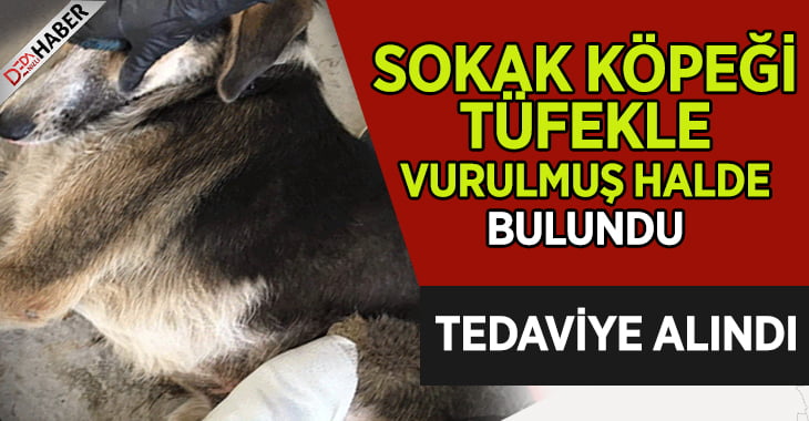 Tüfekle Vurulan Sokak Köpeği Tedavi Edildi