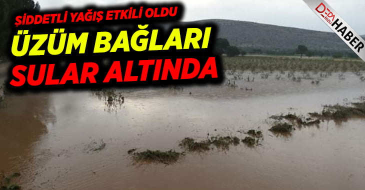 Yağış ekili tarım arazileri ile üzüm bağlarına zarar verdi