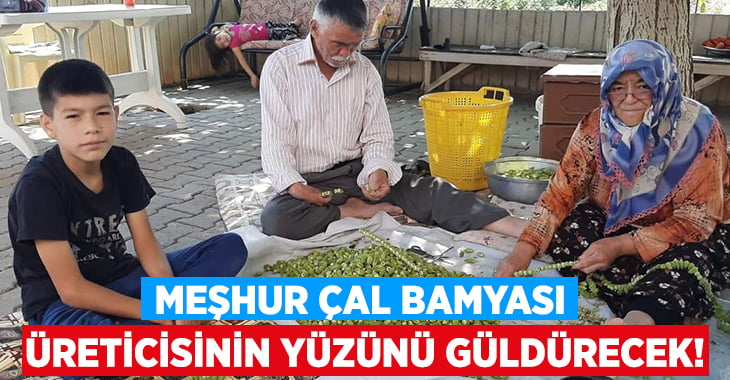 Meşhur Çal bamyası bu yılda üreticisinin yüzünü güldürecek