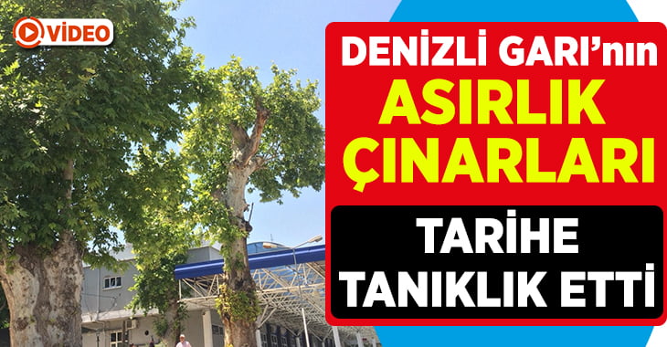 Denizli’deki asırlık çınar ağacı görkemiyle göz kamaştırıyor