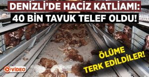 Denizli’de haciz katliamı: 40 bin tavuk telef oldu!