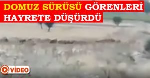 Domuz sürüsü görenleri şaşırttı