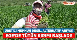 Ege’de Tütün kırımı başladı!