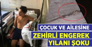 Parkta oynayan çocuğu zehirli engerek yılanı soktu