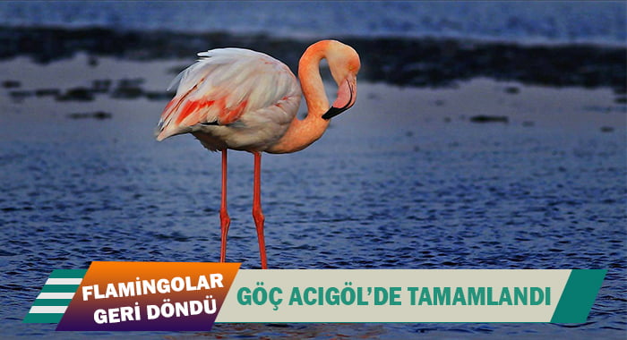 Flamingolar geri döndü