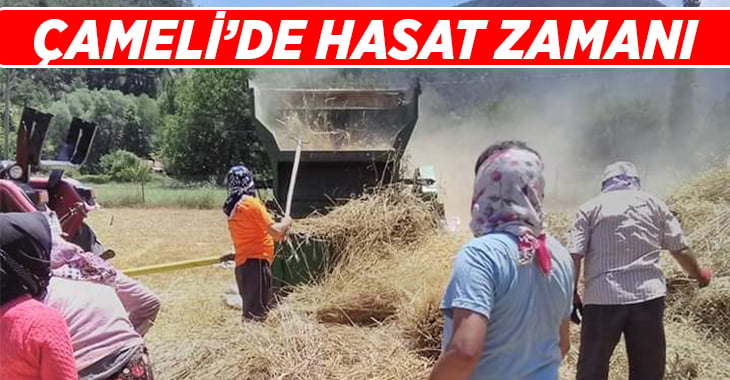 Çameli’de hasat zamanı