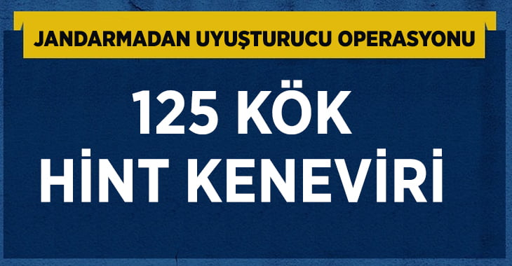 Jandarma ekili vaziyette 125 kök Hint keneviri yakaladı