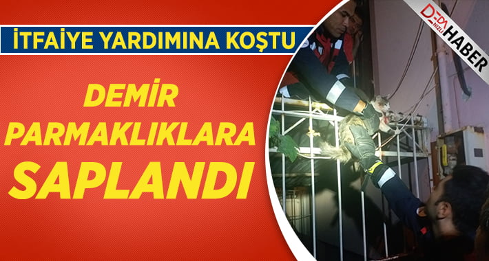 Korkuluklara saplanan kediyi itfaiye kurtardı