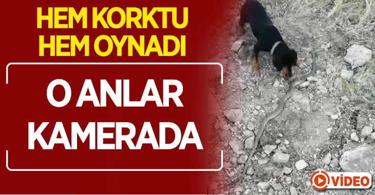 Sevimli köpek ölü yılandan hem korktu hem oynadı