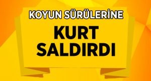 Pamukkale’de koyun sürülerine kurt saldırdı