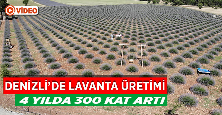 Lavanta hem üretimle hem de turizmle ekonomiye katkı sağlıyor