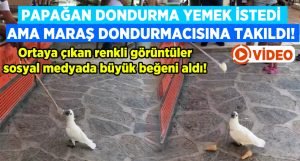 Papağanın Maraş dondurmacısı ile imtihanı