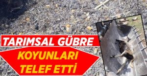 Tarımsal gübre koyunları telef etti