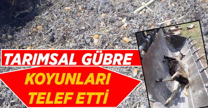 Tarımsal gübre koyunları telef etti