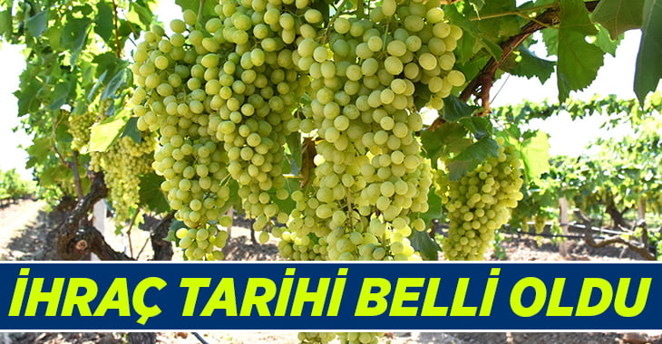 ‘Superior Seedless’ üzümde hasat ve ihraç tarihleri belirlendi