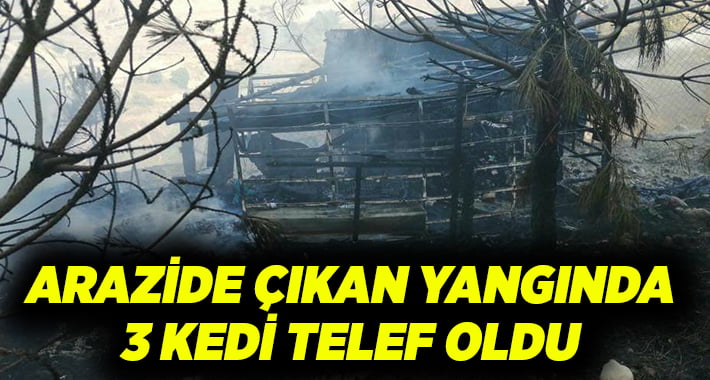 Otluk arazideki yangında 3 kedi telef oldu