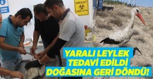 Elektrik Çarpması sonucu yaralanmıştı.. Doğasına geri döndü!