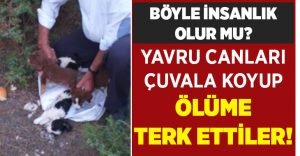 Yavru canları çuvala koyup ölüme terk ettiler!