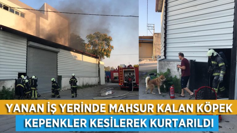 Yangın Çıkan İş Yerinde Mahsur Kalan Köpeği İtfaiye Kurtardı