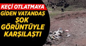 Keçi otlatmaya giden vatandaş şok görüntüyle karşılaştı