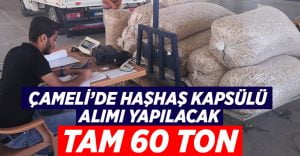 Çameli’de haşhaş kapsülü alımı yapılacak