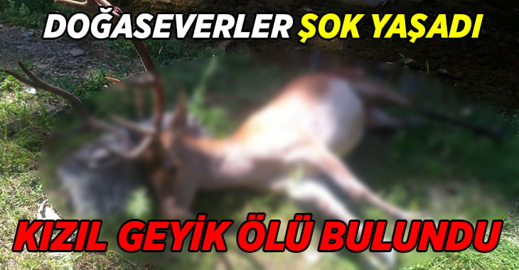 Denizli’de geyik leşi ile karşılaşınca neye uğradıklarını şaşırdılar!