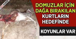 Domuzlar için dağlara bırakılan kurtların hedefinde koyunlar var