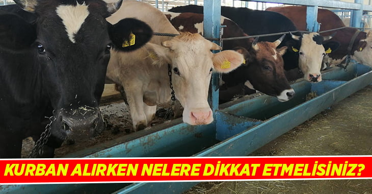 Kurban Bayramı öncesinde önemli uyarılar