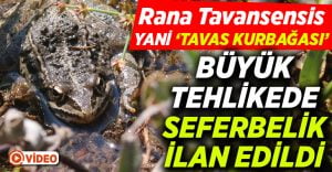 Rana Tavansensis kurbağası için Denizli’de seferberlik ilan edildi