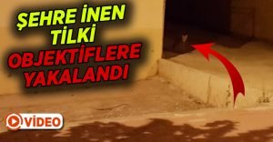 Şehre inen tilki objektiflere yakalandı