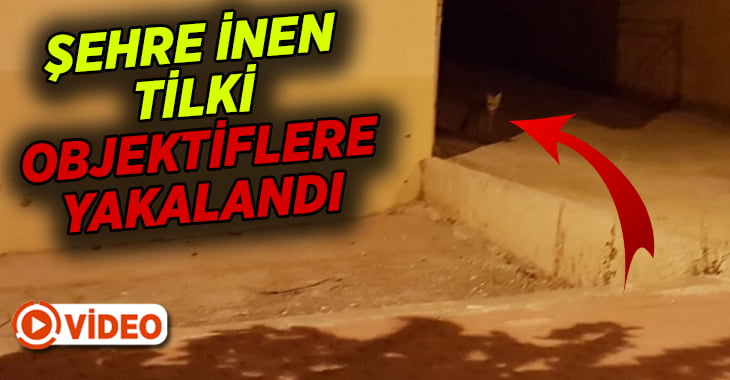 Şehre inen tilki objektiflere yakalandı