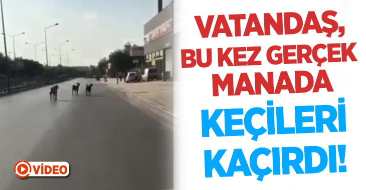 Kurbanlık için aldığı keçileri elinden kaçırdı!