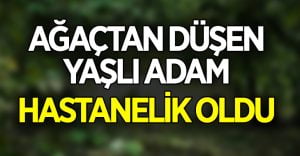 Yaşlı adam ağaçtan düşerek hastanelik oldu