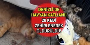 Denizli’de Kedi Katliamı! 28 kedi zehirlenerek öldü!