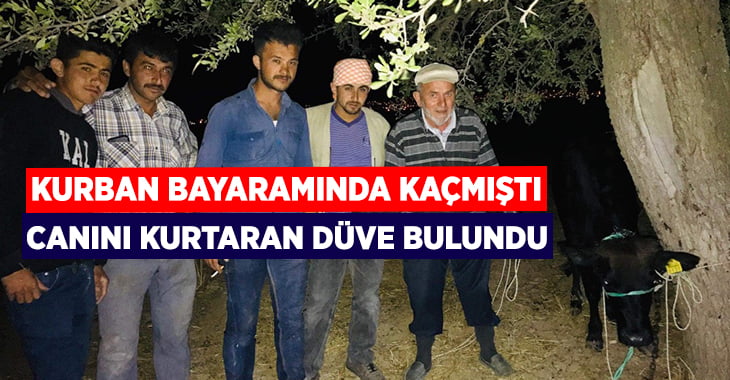 Denizli’de Kurban bayramında kaçan düve bulundu