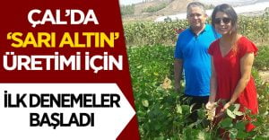 “Sarı Altın” Üretimi için  İlk Denemelere Başlandı