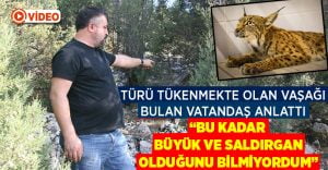 Türü tehlike altında olan vaşağı yaralı halde bulan hayvansever o anları anlattı