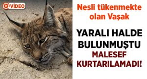 Yaralı halde bulunan vaşak kurtarılamadı!