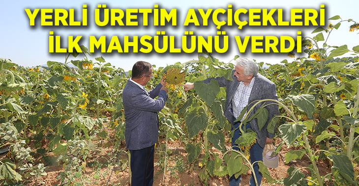 Yerli Üretim Ayçiçekleri İlk Mahsülünü Verdi