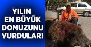 Denizli’de yılın en büyük domuzunu vurdular!